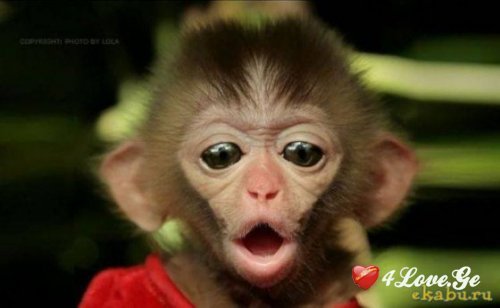 მაიმუნის წელში დაბადებული ადამიანის 5 მომხიბლავი თვისება