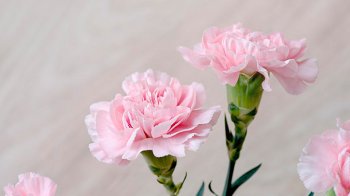 ტიციან!